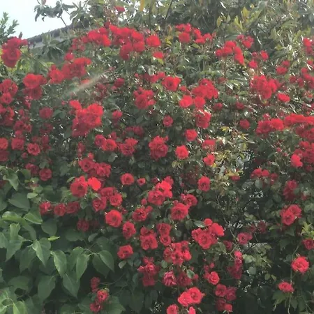 La Casa Langhetta * Albaretto Della Torre